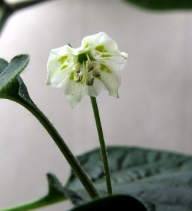 "Parvifolium